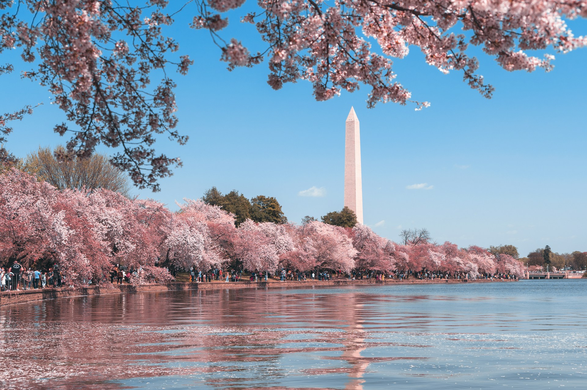 washington monument and cherry blossoms